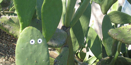 Cara de cactus