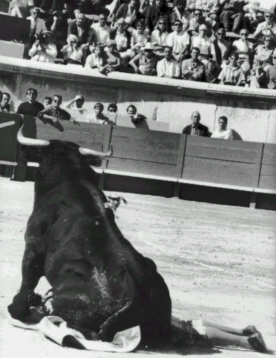 Un toro vence al torero