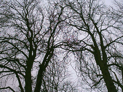 árboles en la universidad de Eist.