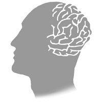 brain
