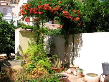 Mi huerto con algunas de mis plantas, todas secas o podridas, claro