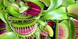 Dionaea o Venus Atrapamoscas