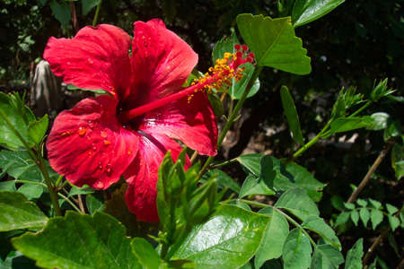 Flor roja